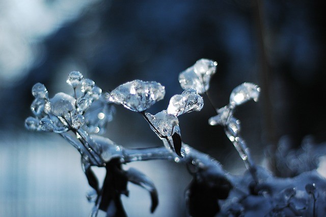 Foto: vinter vinter